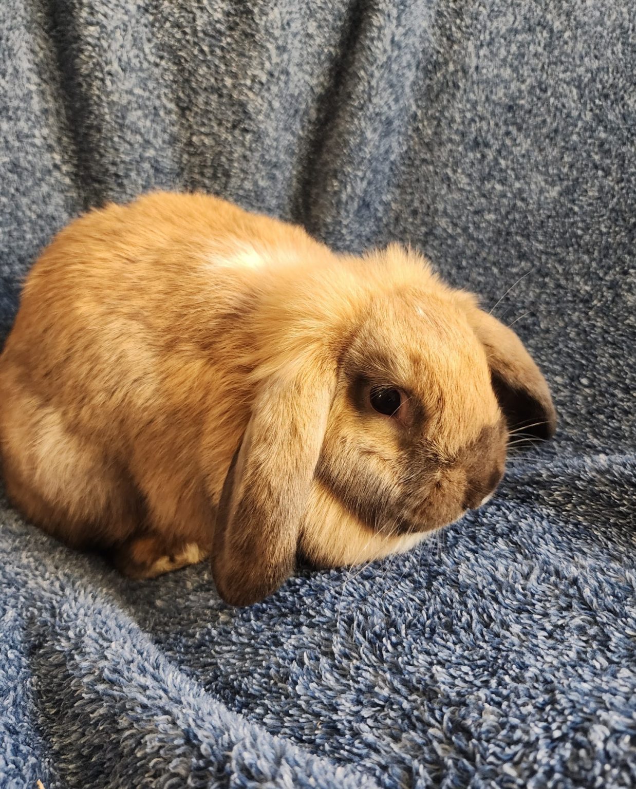 Brolly Hop Rabbit Lollilop Rabbitry
