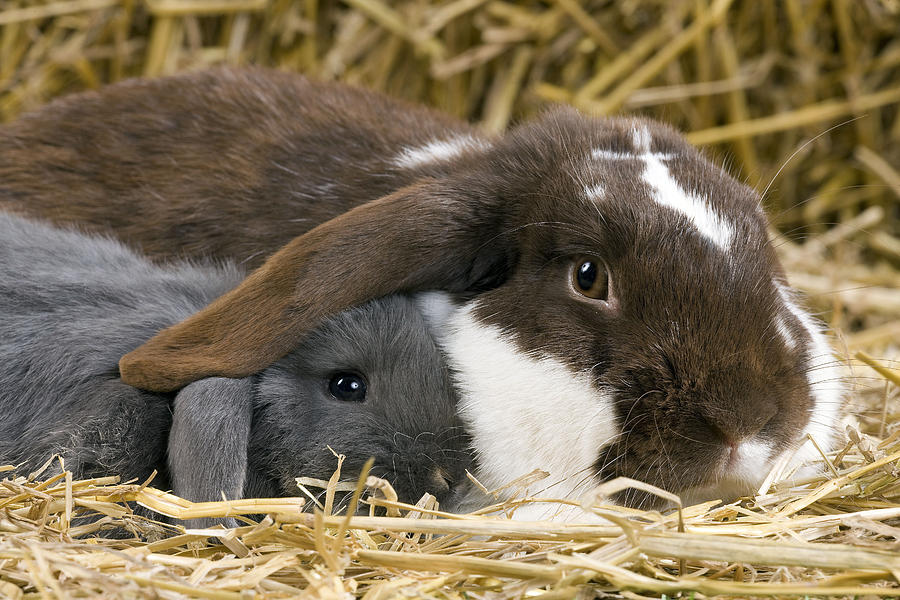 Doulap Rabbit Lollilop Rabbitry